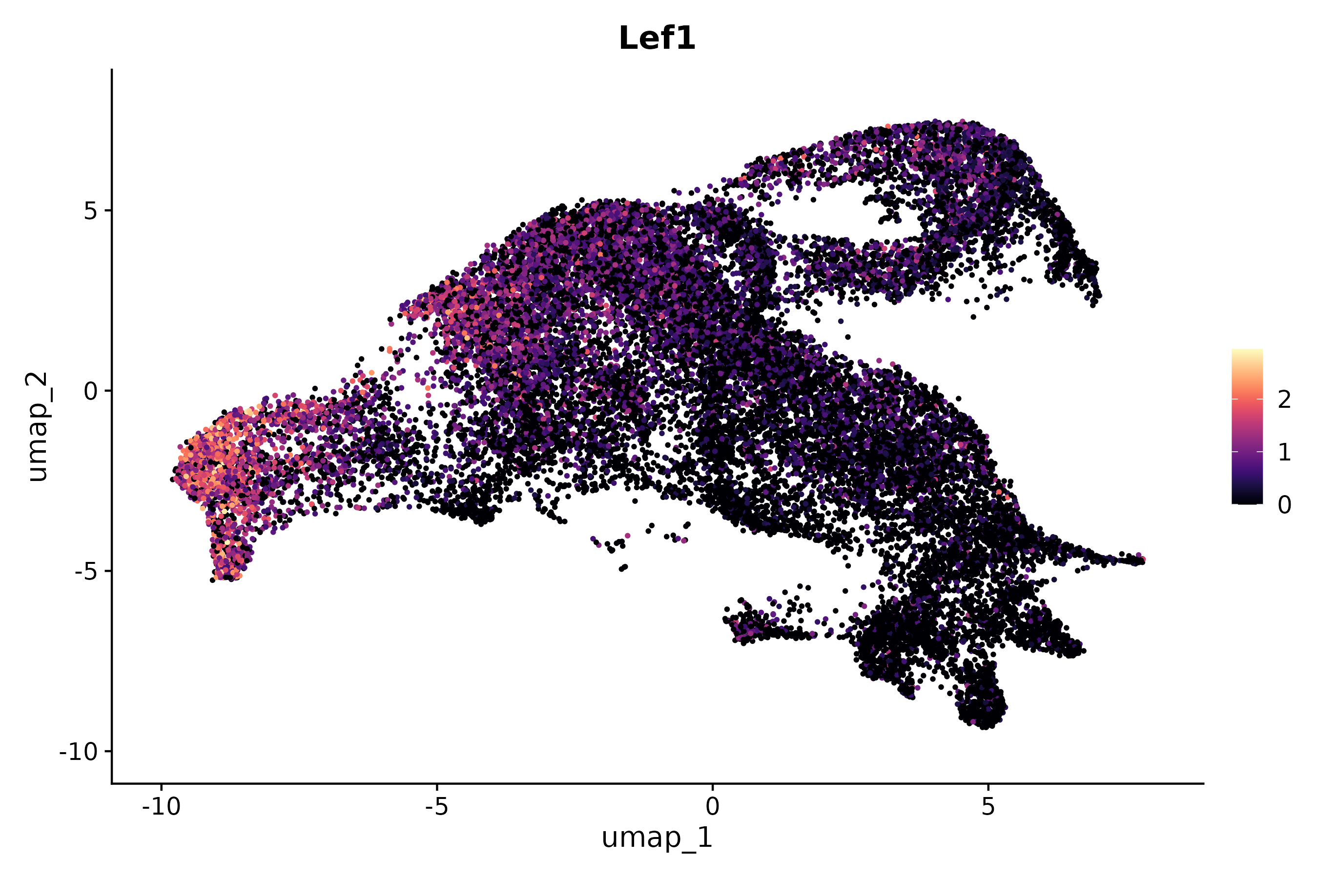 Lef1 KI, KO, WT LEF1 RNA UMAP expression plot
