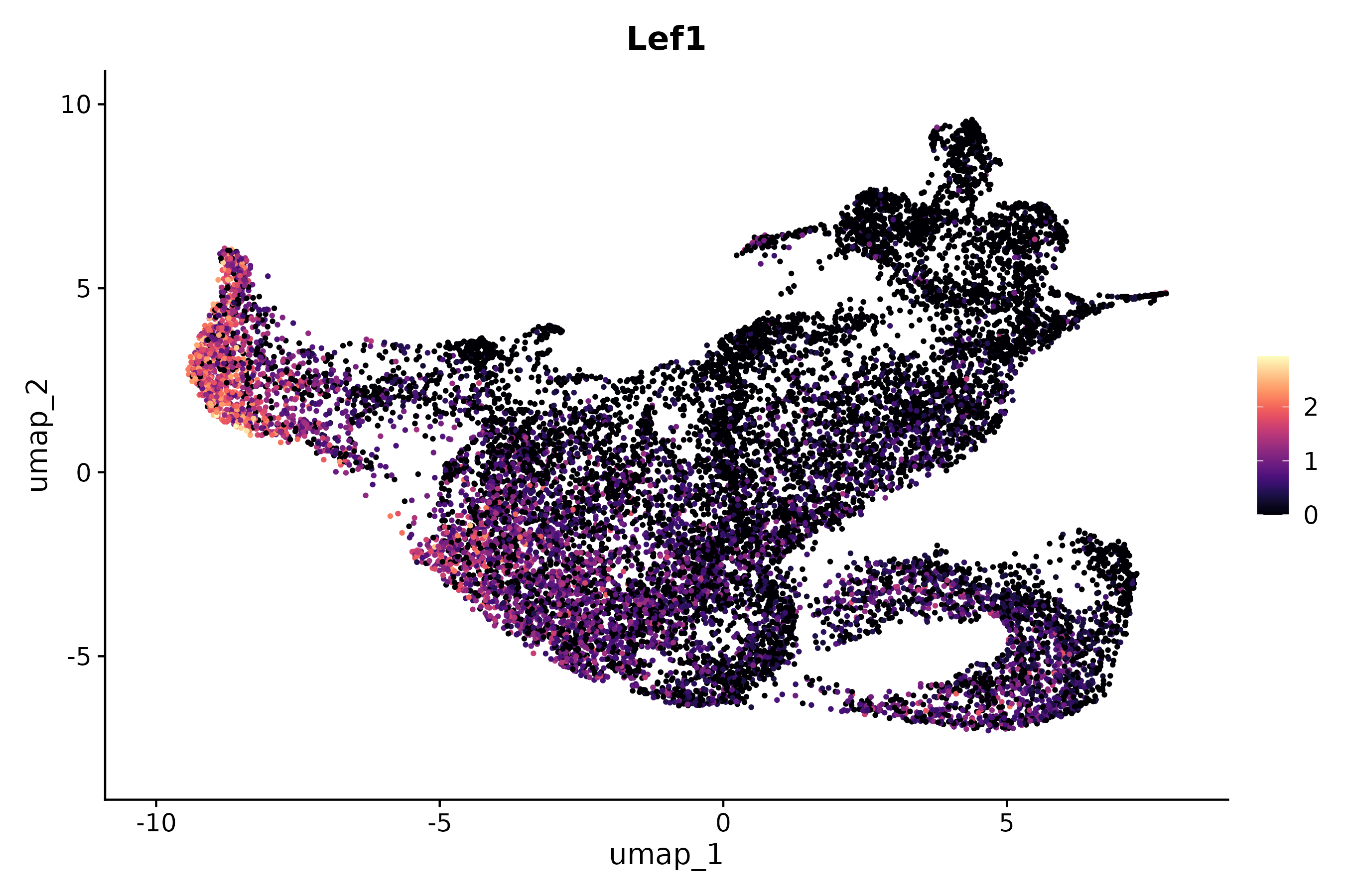 Lef1 KI, KO, WT LEF1 RNA UMAP expression plot