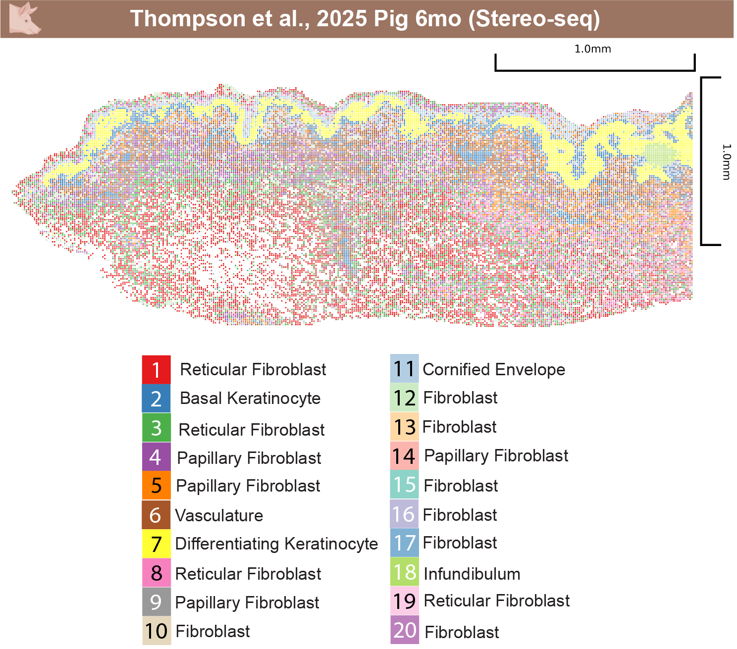 Pig 6mo spatial clustering