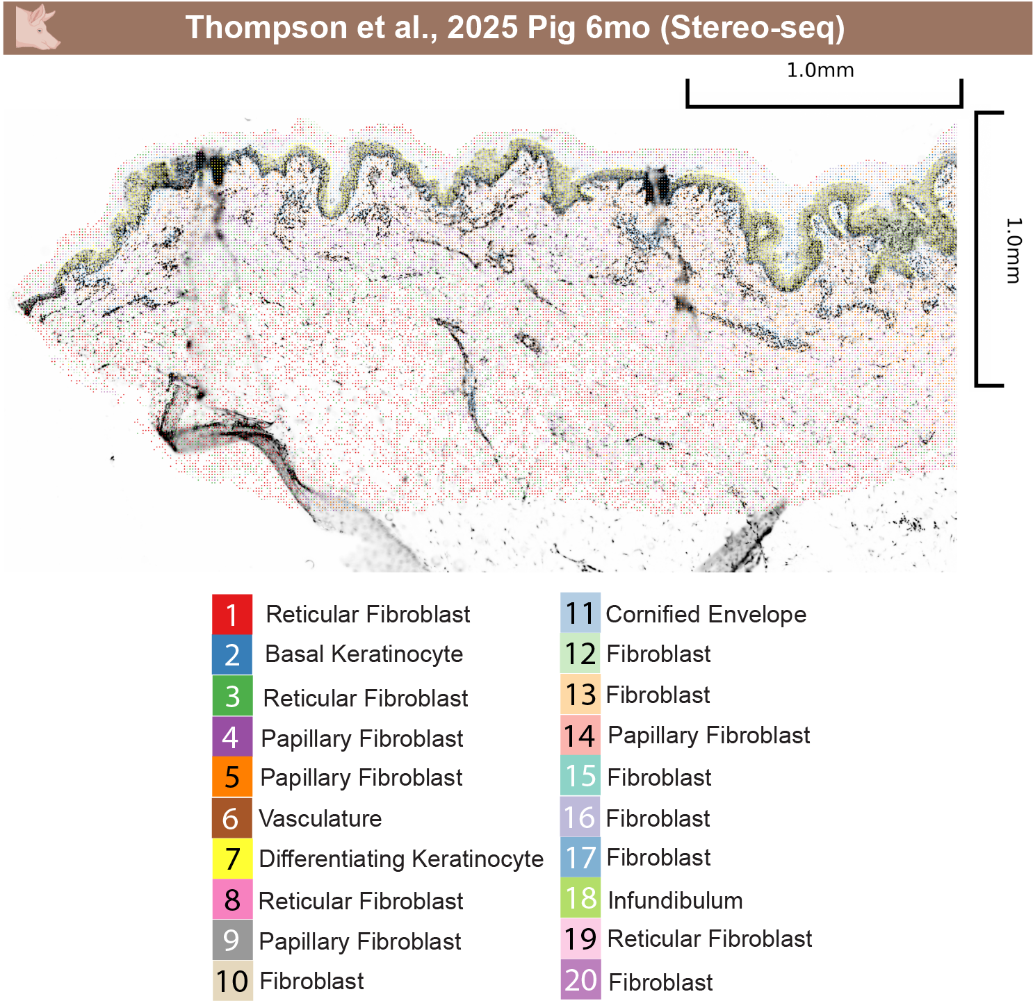 Pig 6mo spatial clustering with mask