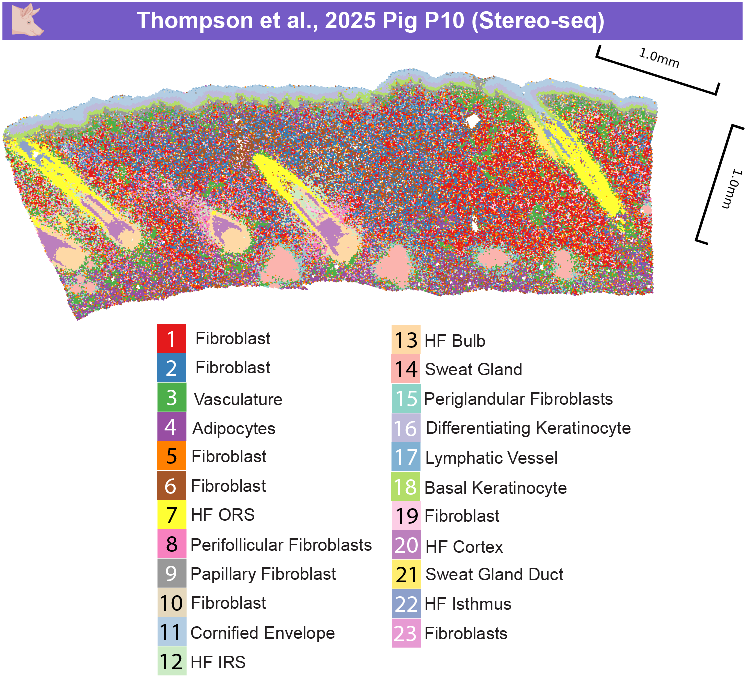 Pig P10 spatial clusteringP
