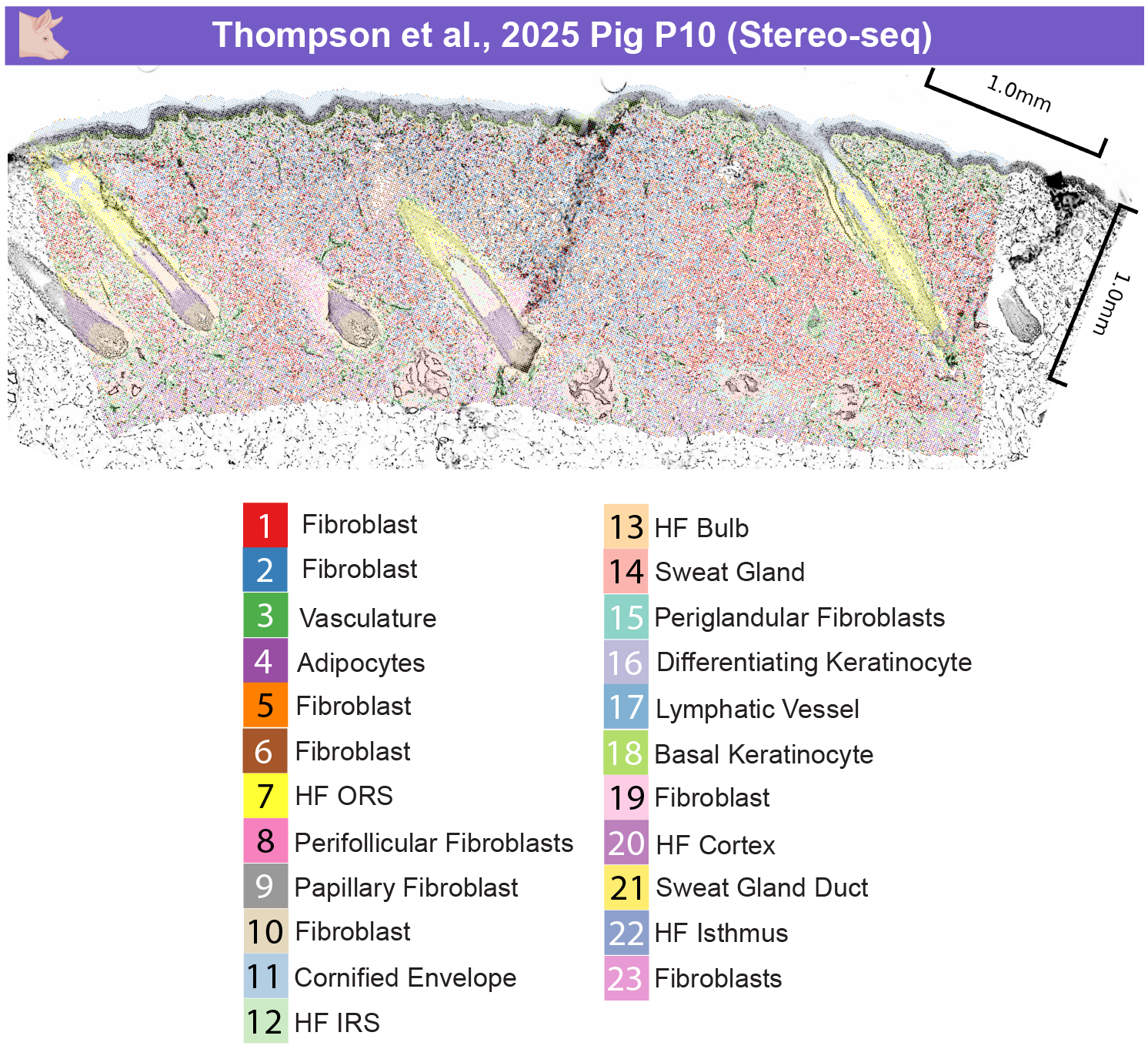 Pig P10 spatial clustering with mask