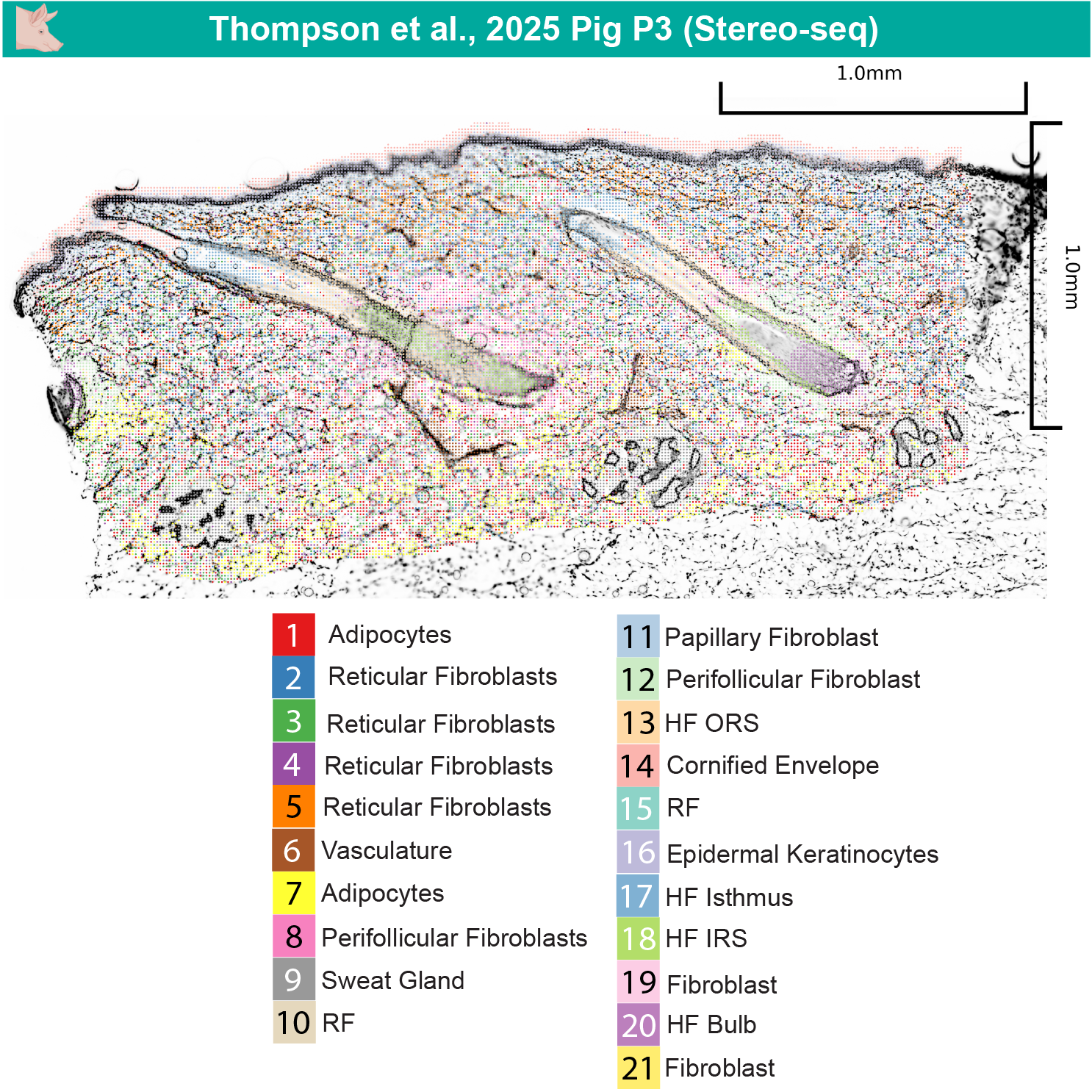 Pig P3 spatial clustering with mask
